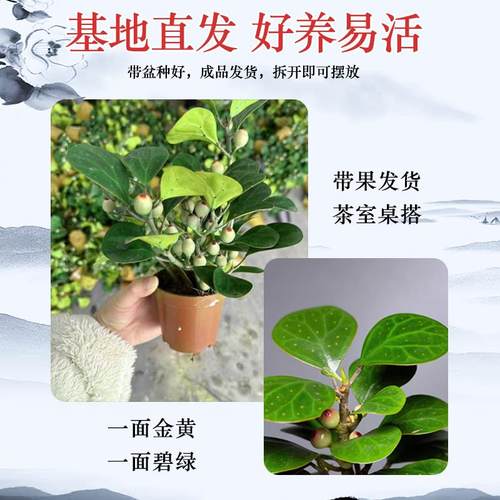 小盼菩提树盆栽带果绿植室内禅意盆景办公室花卉植物桌面好养摆件 - 图1