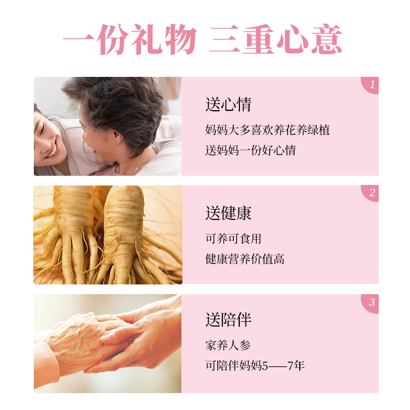 参体健康安第参人参盆栽送爸爸妈妈生日礼物男女友七夕礼物老公