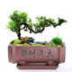 Purple sand flower pot rectangular bonsai pot ceramic flower pot with tray potted L green plant asparagus rockery tree stump flower