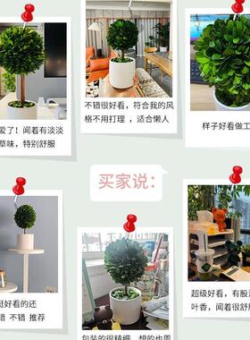 公室桌面饰装花盆客植办x6752856物家居厅玄关饰品情绪稳定小摆件