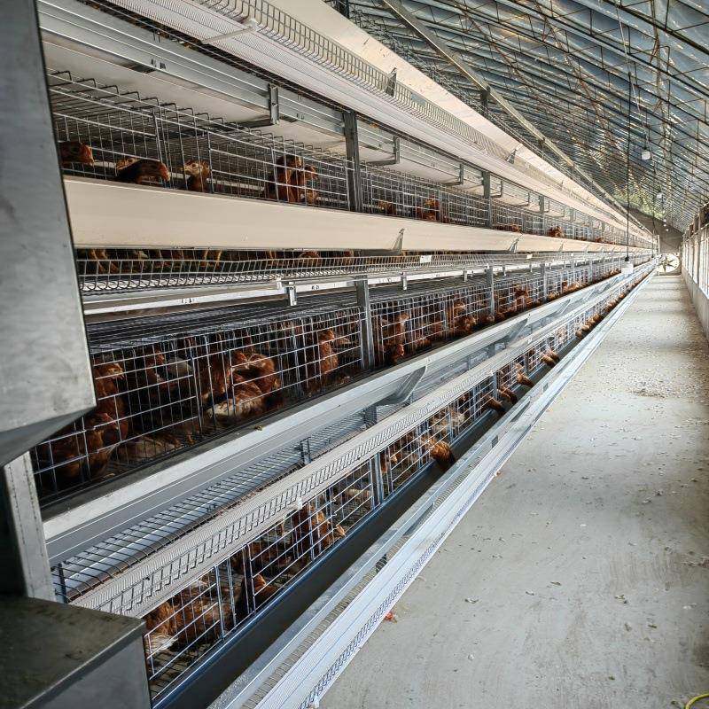 H型小层叠蛋鸡笼热镀锌层叠式鸡笼框架全自动化蛋鸡养殖设备,淘宝优惠券,粉丝福利购,淘宝优惠卷
