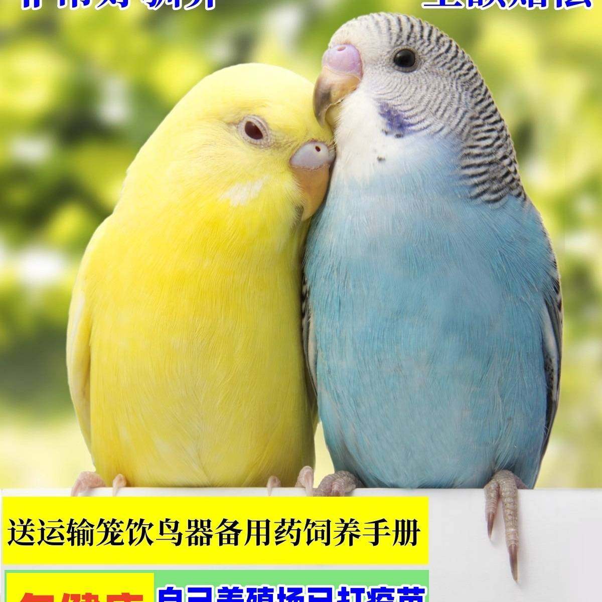 鹦鹉活鸟活物虎皮鹦鹉会学说话的鸟类宠物鸟云斑小型家养小鸟活体,淘宝优惠券,粉丝福利购,淘宝优惠卷