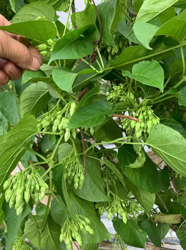 食用夜香花苗千里香夜兰花清香味道爬藤夜香花阳台花园楼顶 - 图0