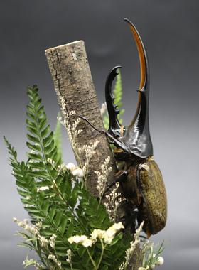 森林巨无霸长戟大兜虫毛象巨型甲虫昆虫标本生态微景观玻璃摆件