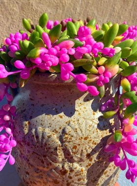 多肉植物彩色紫玄月大盆可吊兰装饰圆叶开花型室内桌面绿植盆栽