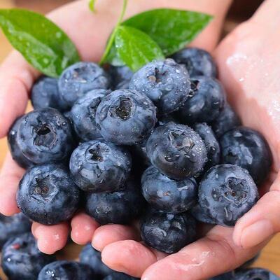 【限量1000单】蓝莓现摘现发当季水果甜脆多汁顺丰京东发货