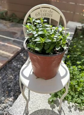 户外铁艺小椅子装饰摆件迷你花架杂货花园K复古微景观道具礼物摆