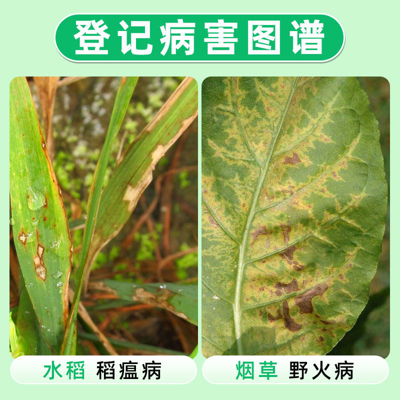 6%春雷霉素叶斑角斑稻瘟病柑橘蔬菜软腐细菌病害乐壮丰农药杀菌剂,淘宝优惠券,粉丝福利购,淘宝优惠卷