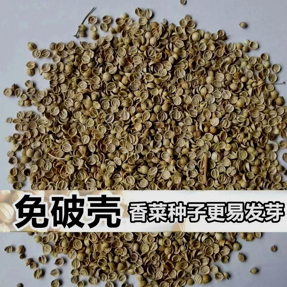 【新种】耐热四季速生香菜种子三天出大叶芫荽种籽农家阳台盆栽