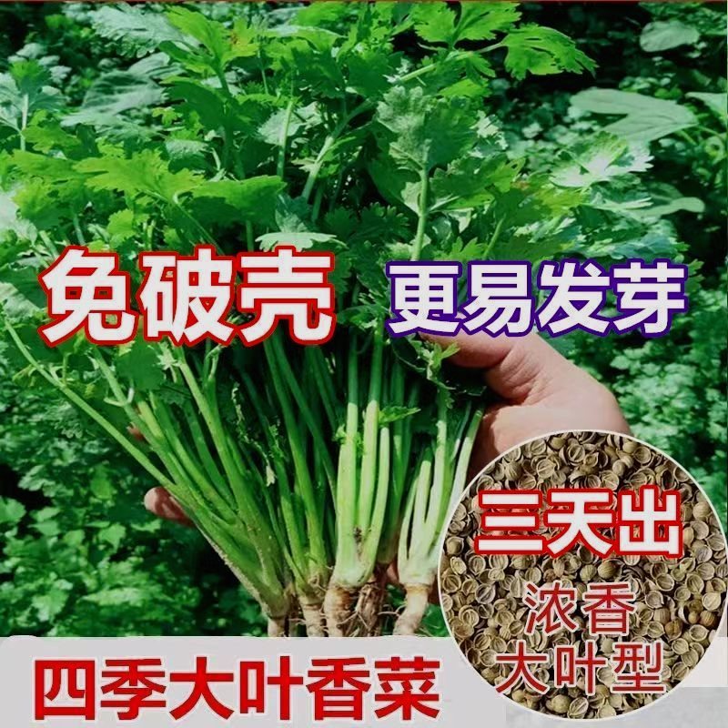 【新种】耐热四季速生香菜种子三天出大叶芫荽种籽农家阳台盆栽
