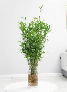 水培植物米竹室i内盆栽小型凤尾竹盆景桌面绿植微盆景竹子苗观赏