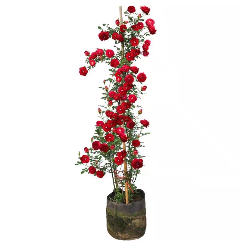 爬藤月季花苗四季开n花藤本月季盆栽室外庭院爬藤植物欧月玫瑰花,淘宝优惠券,粉丝福利购,淘宝优惠卷