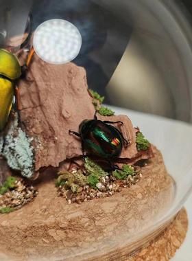 印尼鲜艳金锹长牙标本飞行的宝石小众收藏礼物真昆虫艺术玻璃罩摆