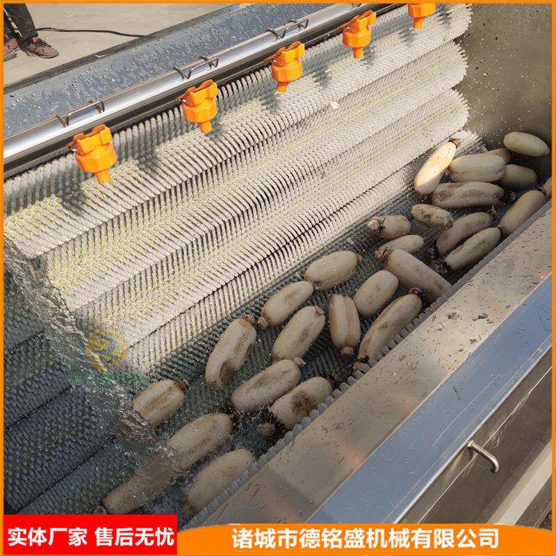 去莲藕辊皮器小型DMS20211毛机果蔬去皮清洗机洗辊莲藕土豆毛清洗 - 图0