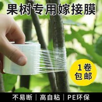 Graft film packaging film PE without knotted film self-adhesive landscaped fruit tree graft adhesive tape bandaging with wrapping film