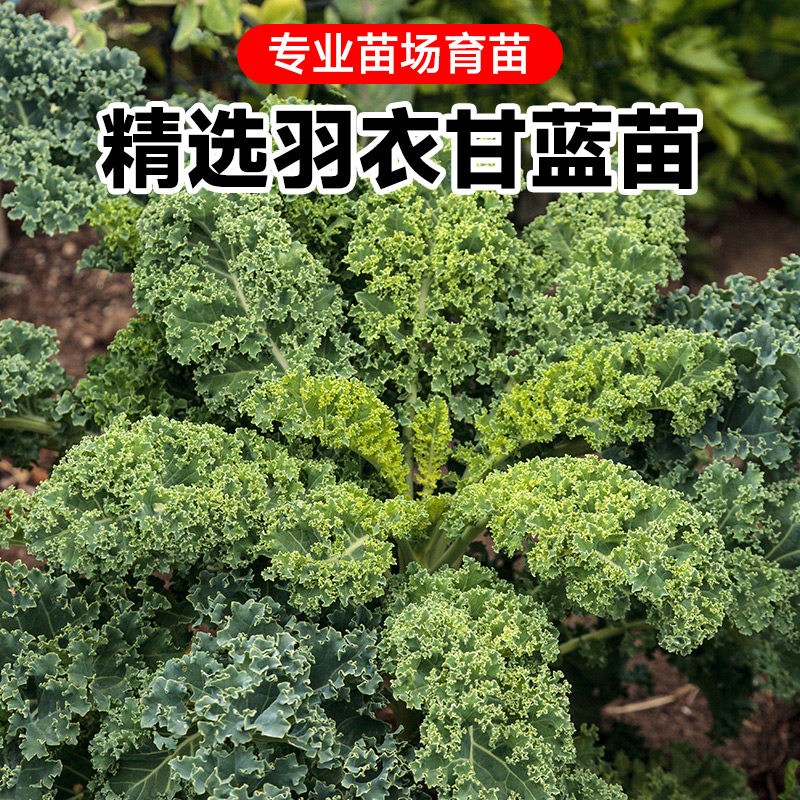 羽衣甘蓝秧苗四季阳台盆栽本地优质羽衣甘蓝苗子羽衣甘蓝苗秧苗,淘宝优惠券,粉丝福利购,淘宝优惠卷