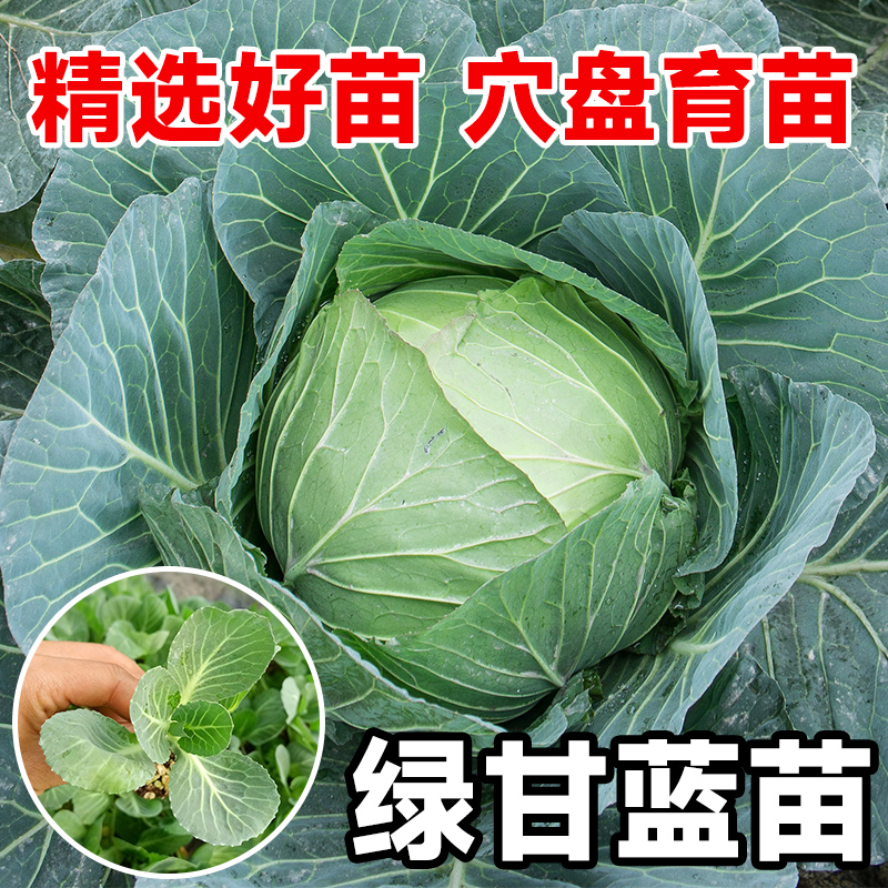 包菜秧苗种子带土山东寿光四季阳台盆栽本地老品种牛心绿甘蓝苗子 - 图2