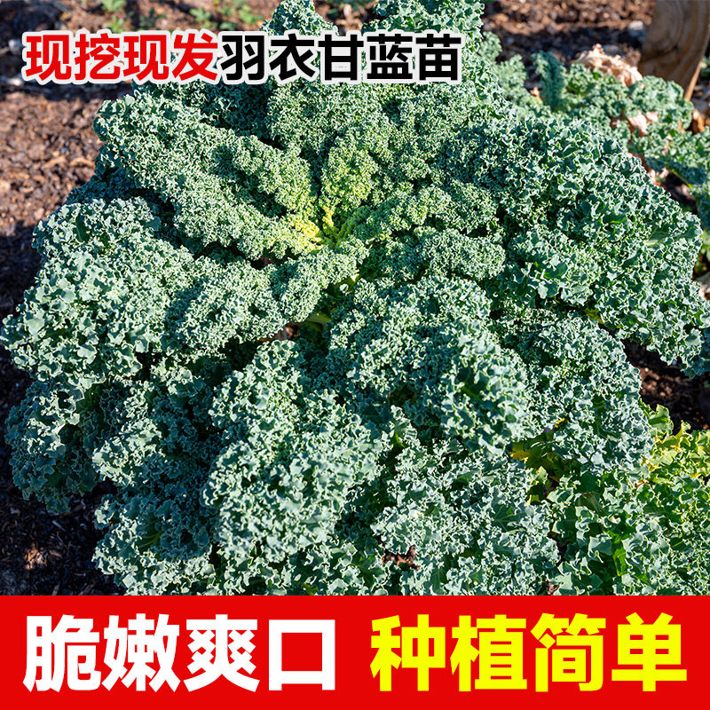 羽衣甘蓝秧苗四季阳台盆栽本地优质羽衣甘蓝苗子羽衣甘蓝苗秧苗,淘宝优惠券,粉丝福利购,淘宝优惠卷