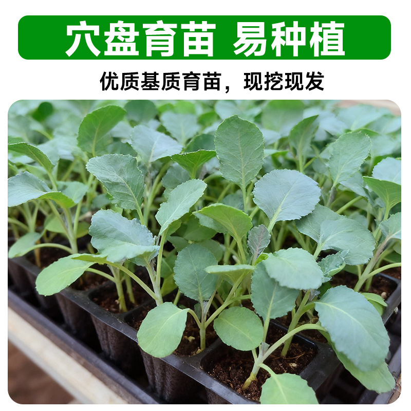 包菜秧苗种子带土山东寿光四季阳台盆栽本地老品种牛心绿甘蓝苗子 - 图1
