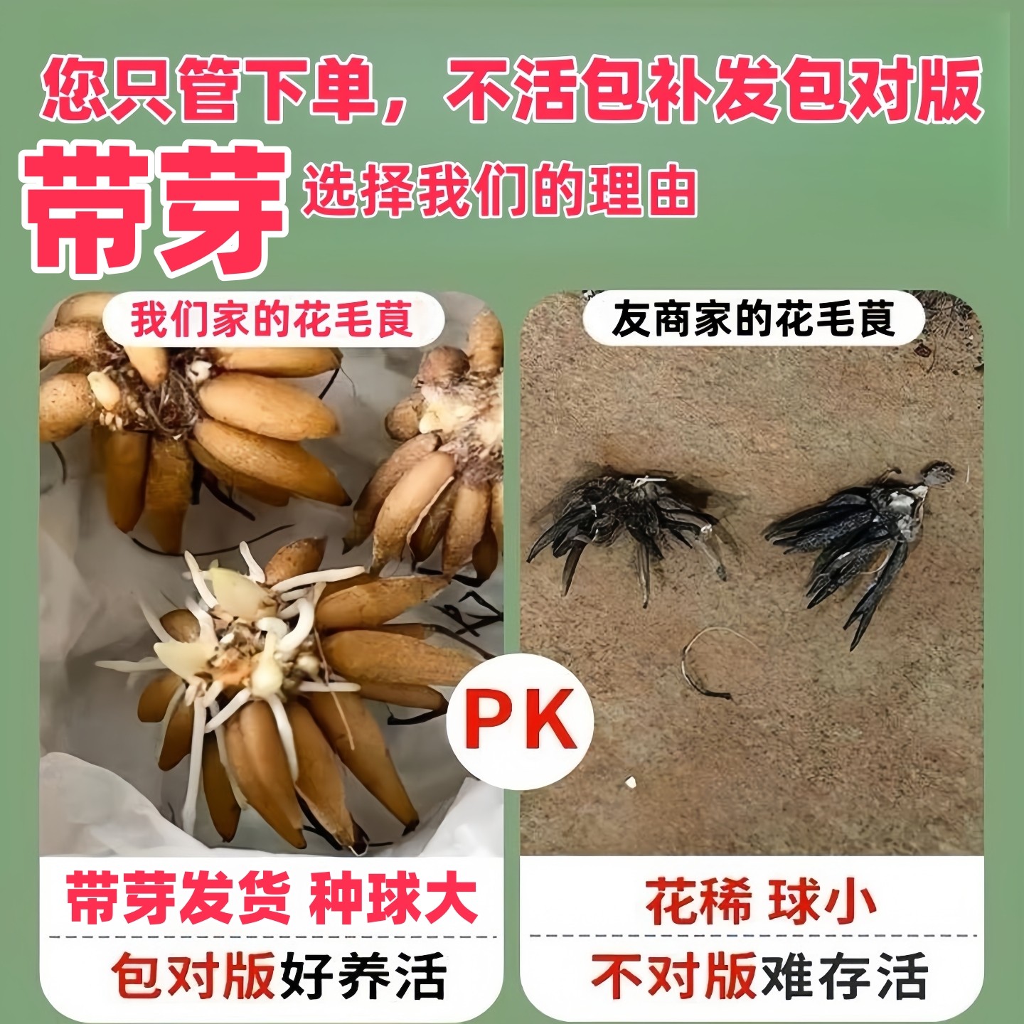 进口蝴蝶花毛茛种球根带芽重瓣洋牡丹花苗阳台盆栽庭院花卉绿植物,淘宝优惠券,粉丝福利购,淘宝优惠卷