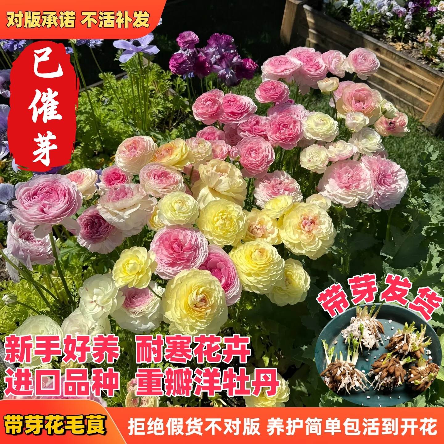 进口蝴蝶花毛茛种球根带芽重瓣洋牡丹花苗阳台盆栽庭院花卉绿植物,淘宝优惠券,粉丝福利购,淘宝优惠卷