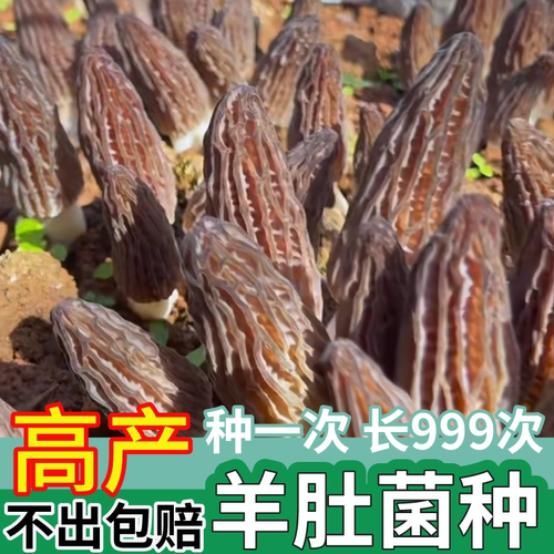 正宗羊肚菌菌种家种居家盆栽可种野生牛肚菌猪肚菌菌种菌包食用菌 - 图3