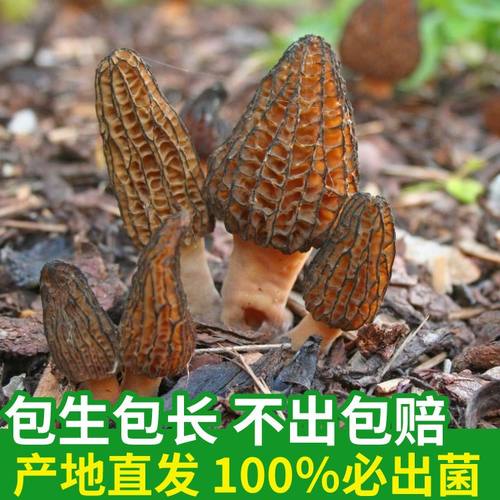 正宗羊肚菌菌种家种居家盆栽可种野生牛肚菌猪肚菌菌种菌包食用菌 - 图1