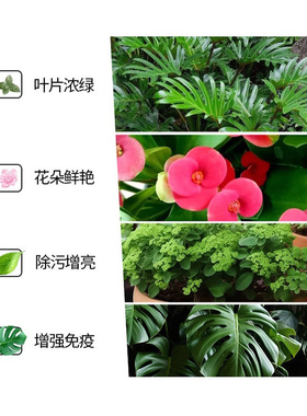 叶面光亮剂叶片一喷净花卉去污除尘增亮增绿防尘喷雾直喷型植物