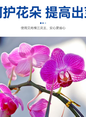 厂家直销艾尚棵兰灵王兰花专用营养液花肥料家用园艺盆栽君子兰肥