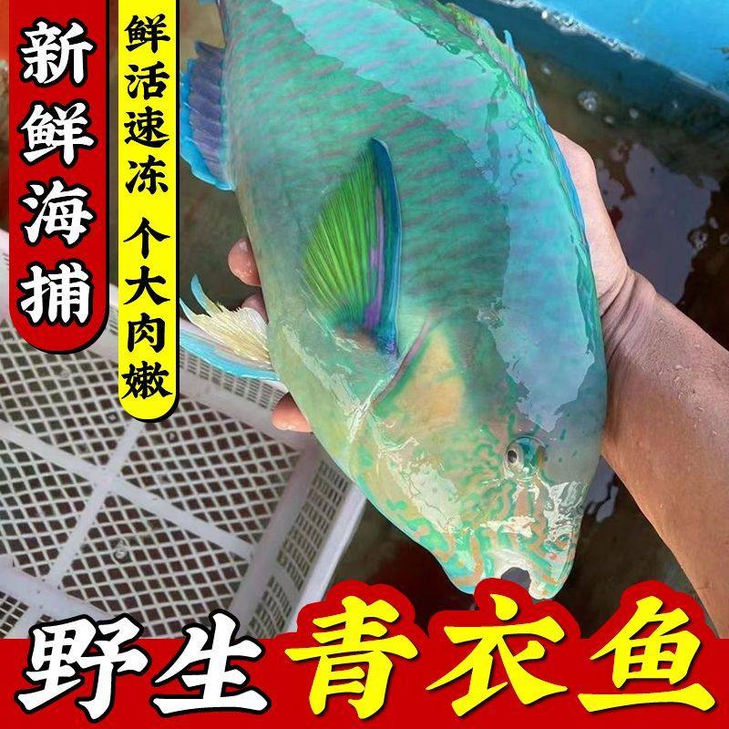 青衣鱼新鲜活鱼冷冻深海鱼鹦嘴鱼苏眉鱼西沙海鱼新鲜海鱼海鲜水产,淘宝优惠券,粉丝福利购,淘宝优惠卷