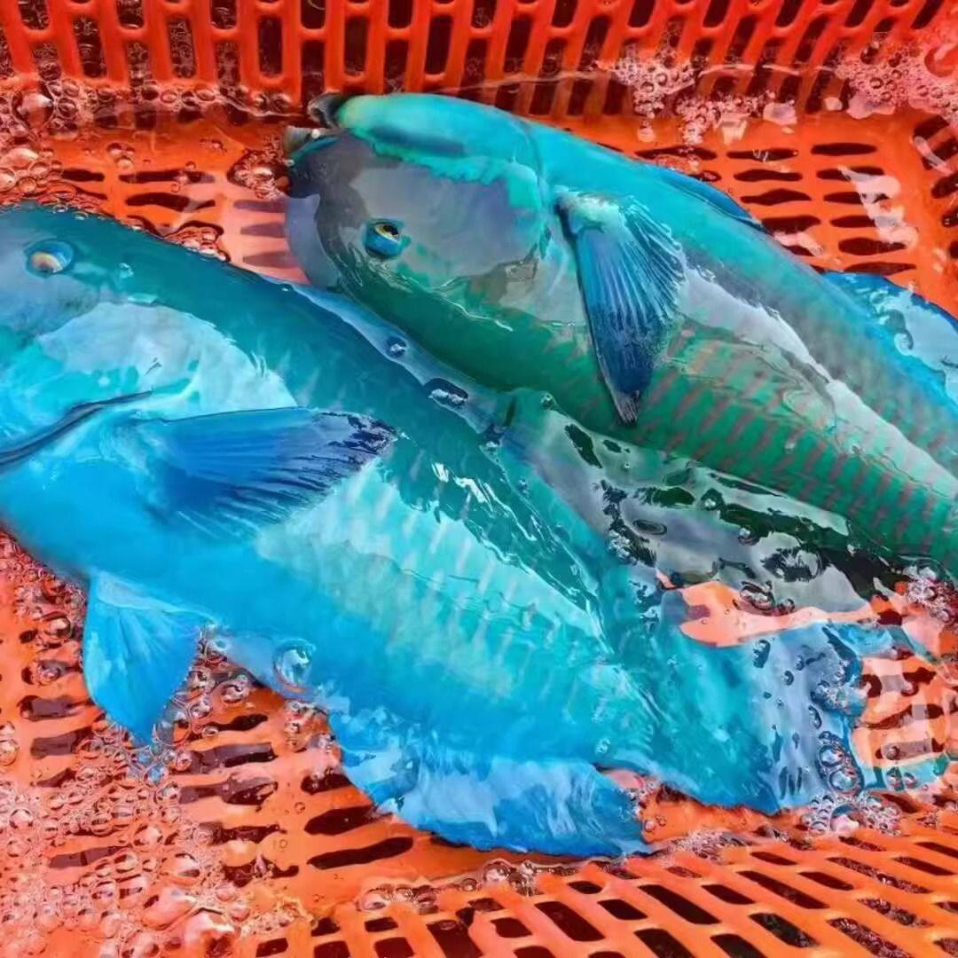 青衣鱼新鲜活鱼冷冻深海鱼鹦嘴鱼苏眉鱼西沙海鱼新鲜海鱼海鲜水产,淘宝优惠券,粉丝福利购,淘宝优惠卷