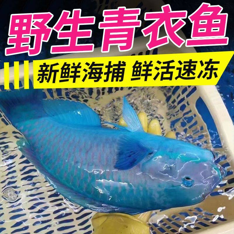 青衣鱼新鲜活鱼冷冻深海鱼鹦嘴鱼苏眉鱼西沙海鱼新鲜海鱼海鲜水产,淘宝优惠券,粉丝福利购,淘宝优惠卷