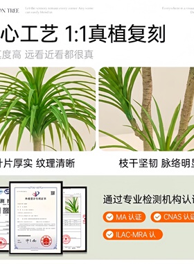 仿真绿植高级感客厅龙血树