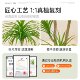 Simulated green plant Dracaena landscaping high-end light luxury