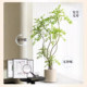 Simulated green plant potted indoor living room large floor-standing