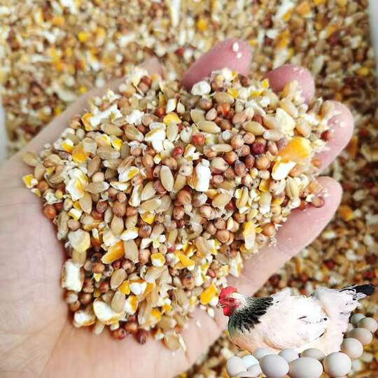 Chicken food mixed with sorghum, wheat and chopped corn