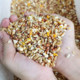 Chicken food mixed with sorghum, wheat and chopped corn