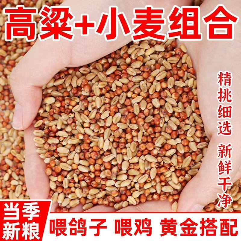 高粱小麦子混合喂鸽子喂鸡鹌鹑渣糁红高梁营养鸽粮食保健砂观赏鸽,淘宝优惠券,粉丝福利购,淘宝优惠卷