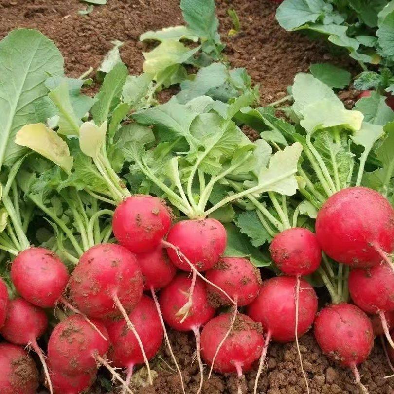 新鲜樱桃萝卜小萝卜红心萝卜迷你整小萝卜新鲜带土泡菜专用蔬菜,淘宝优惠券,粉丝福利购,淘宝优惠卷