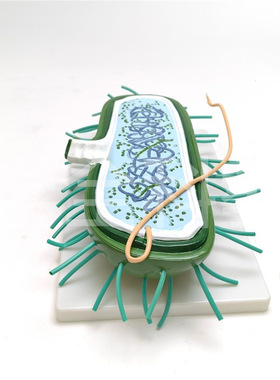 细菌模型 高倍放大细胞病毒细菌标本染色体鞭毛 生物教学展示模型