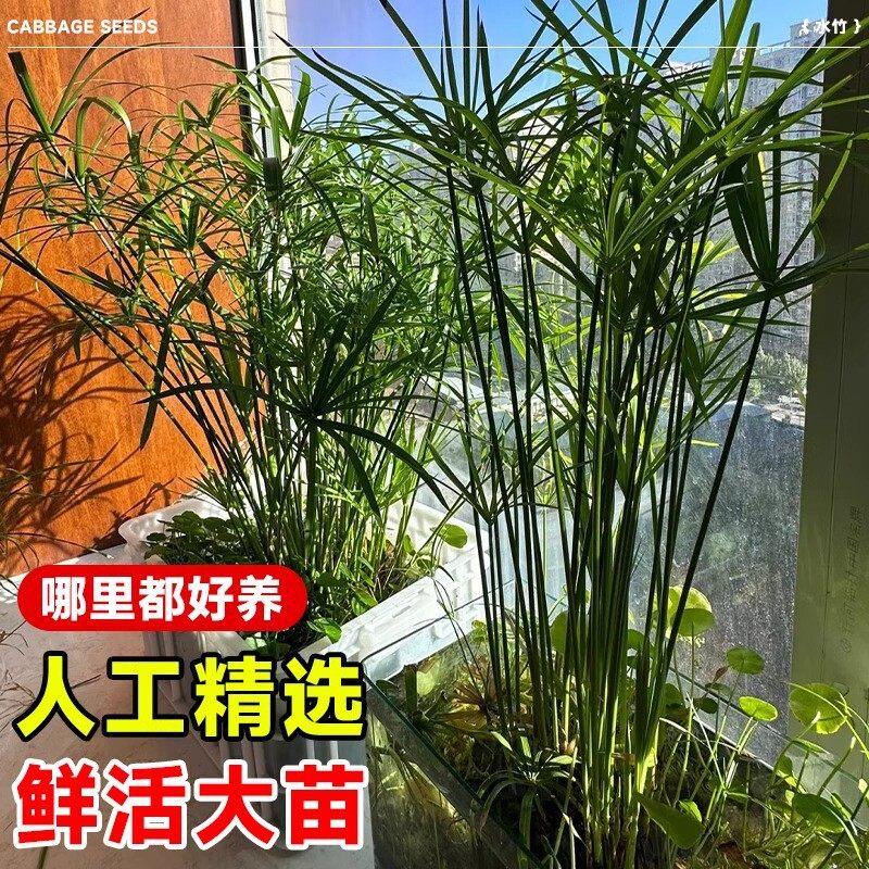 水竹水培植物风车草室内盆栽鱼缸龟缸绿植鱼池塘造景净化水质水草,淘宝优惠券,粉丝福利购,淘宝优惠卷