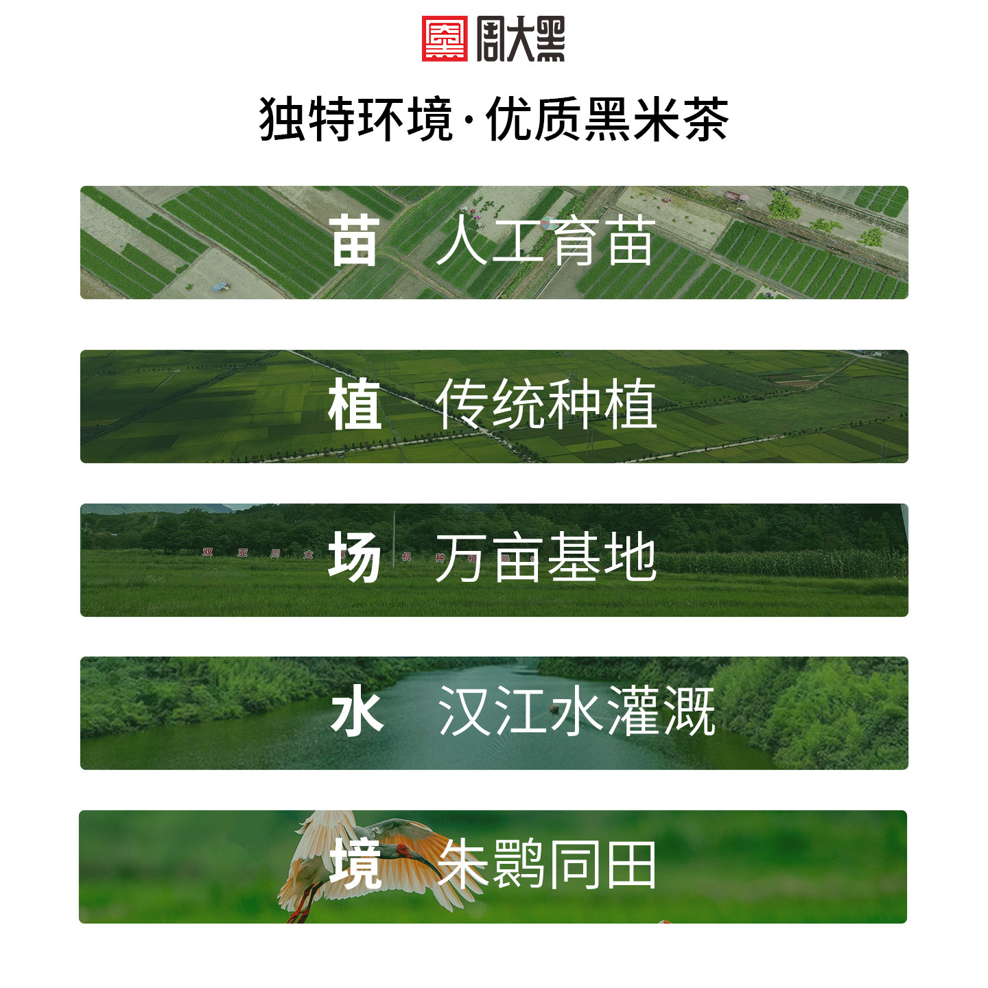 周大黑袋装洋县黑米茶150g*3袋水果黑米茶红枣黑米茶,淘宝优惠券,粉丝福利购,淘宝优惠卷