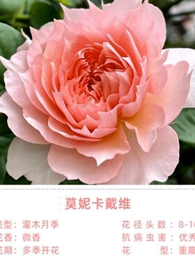 超新品莫妮卡戴维法国玫瑰月季花苗庭H院强香勤花四季植物耐寒花