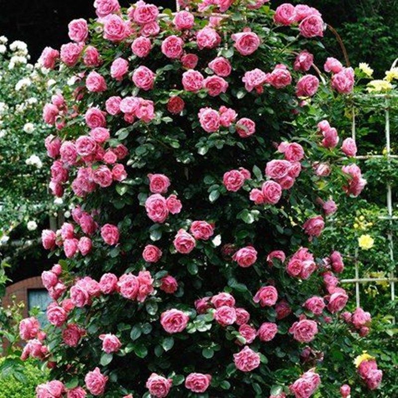 蔷薇花苗大花浓香型花卉庭院阳台爬藤植物花卉盆栽玫X瑰藤本月季,淘宝优惠券,粉丝福利购,淘宝优惠卷