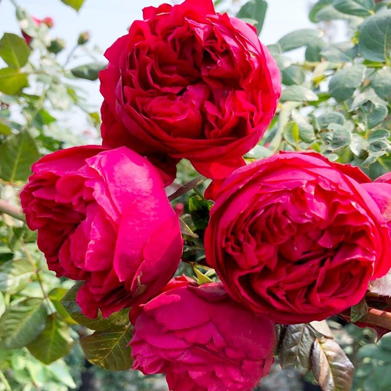 红色龙沙宝石藤本月季花苗特x大花浓香四季开庭院蔷薇爬藤植物红,淘宝优惠券,粉丝福利购,淘宝优惠卷