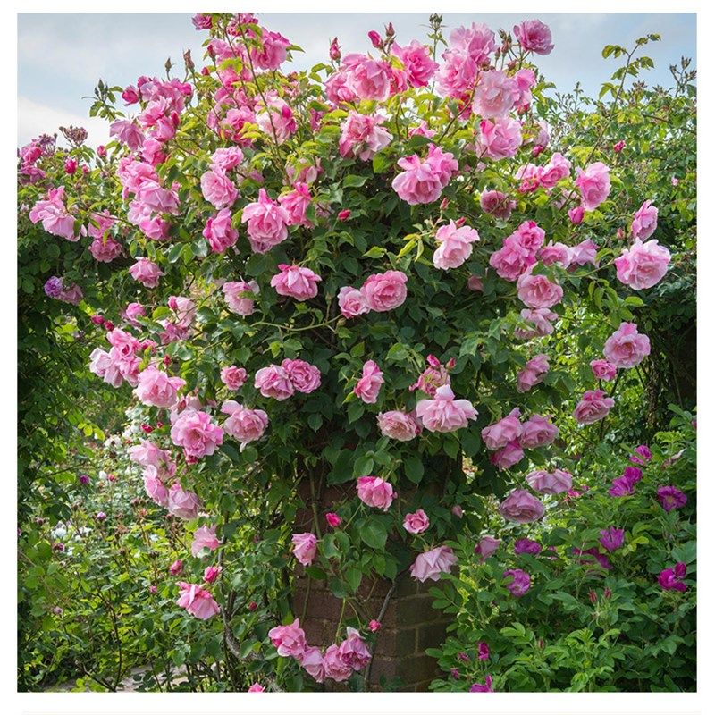 蔷薇花苗大花浓香型花卉庭院阳台爬藤植物花卉盆栽玫X瑰藤本月季,淘宝优惠券,粉丝福利购,淘宝优惠卷