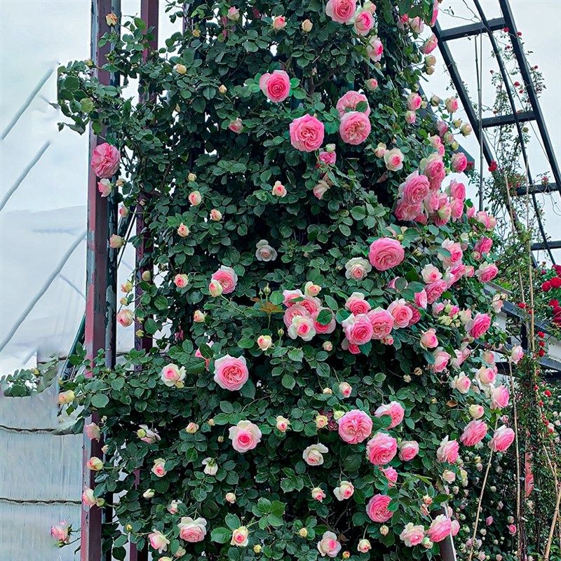 粉色龙沙宝石藤本月季攀援阳台庭院花P园植物花卉盆栽苗,淘宝优惠券,粉丝福利购,淘宝优惠卷