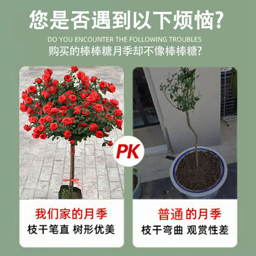 棒棒糖月季四季多花卉盆栽庭院室外开花园植物特大树状月季老树桩 - 图0