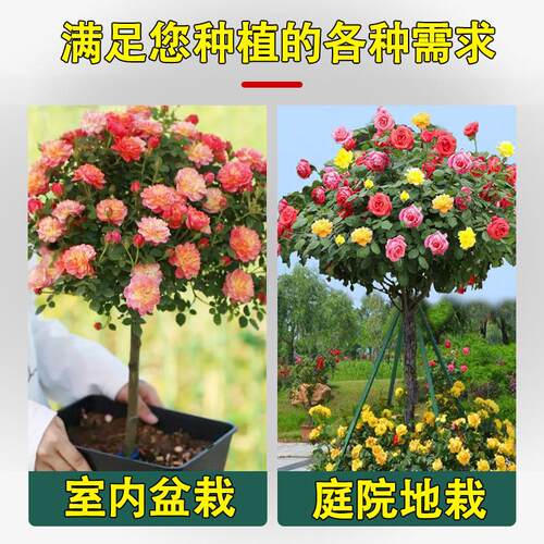 棒棒糖月季四季多花卉盆栽庭院室外开花园植物特大树状月季老树桩 - 图1
