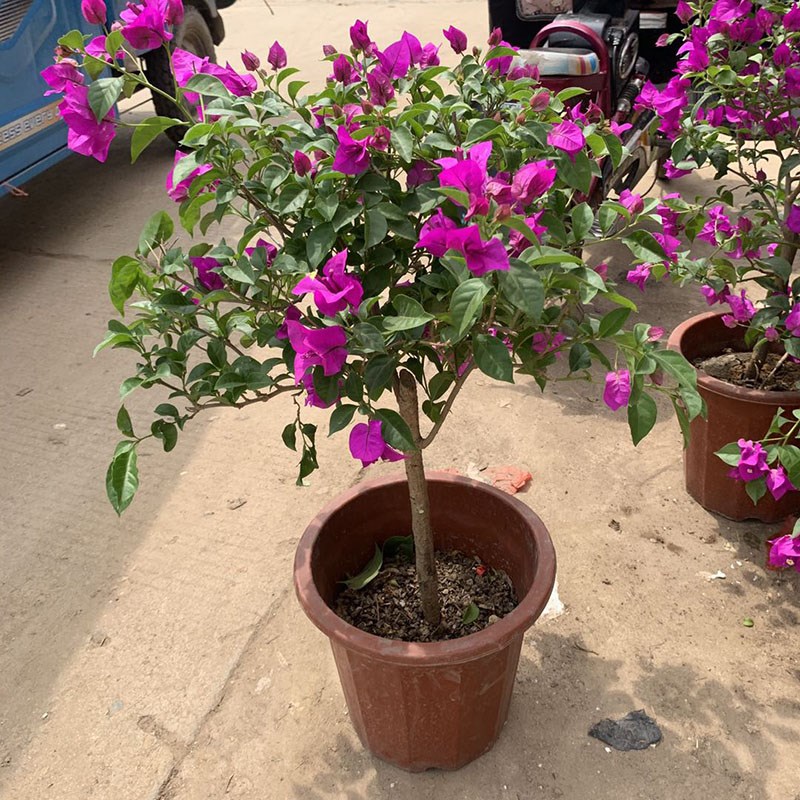 重瓣三角梅盆栽大颗5年苗带花爬藤植物原土发货老桩庭Z院阳台耐寒 - 图0